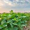 Slenderette Green Bean Seeds – French Stringless Phaseolus Vulgaris Vegetable – photo 6