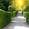 30 AMERICAN BOXWOOD Common Buxus Sempervirens European Box Shrub Seeds