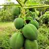 10 DWARF WAIMANALO PAPAYA Solo Hawaiian Carica Fruit Tree Houseplant Seeds