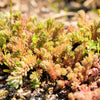 25 Spanish STONECROP / SEDUM HISPANICUM Groundcover Flower Seeds