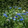 400 Blue & White LOVE IN A MIST Nigella Damascena Fennel Flower Seeds
