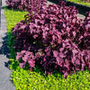 Purple Shiso
