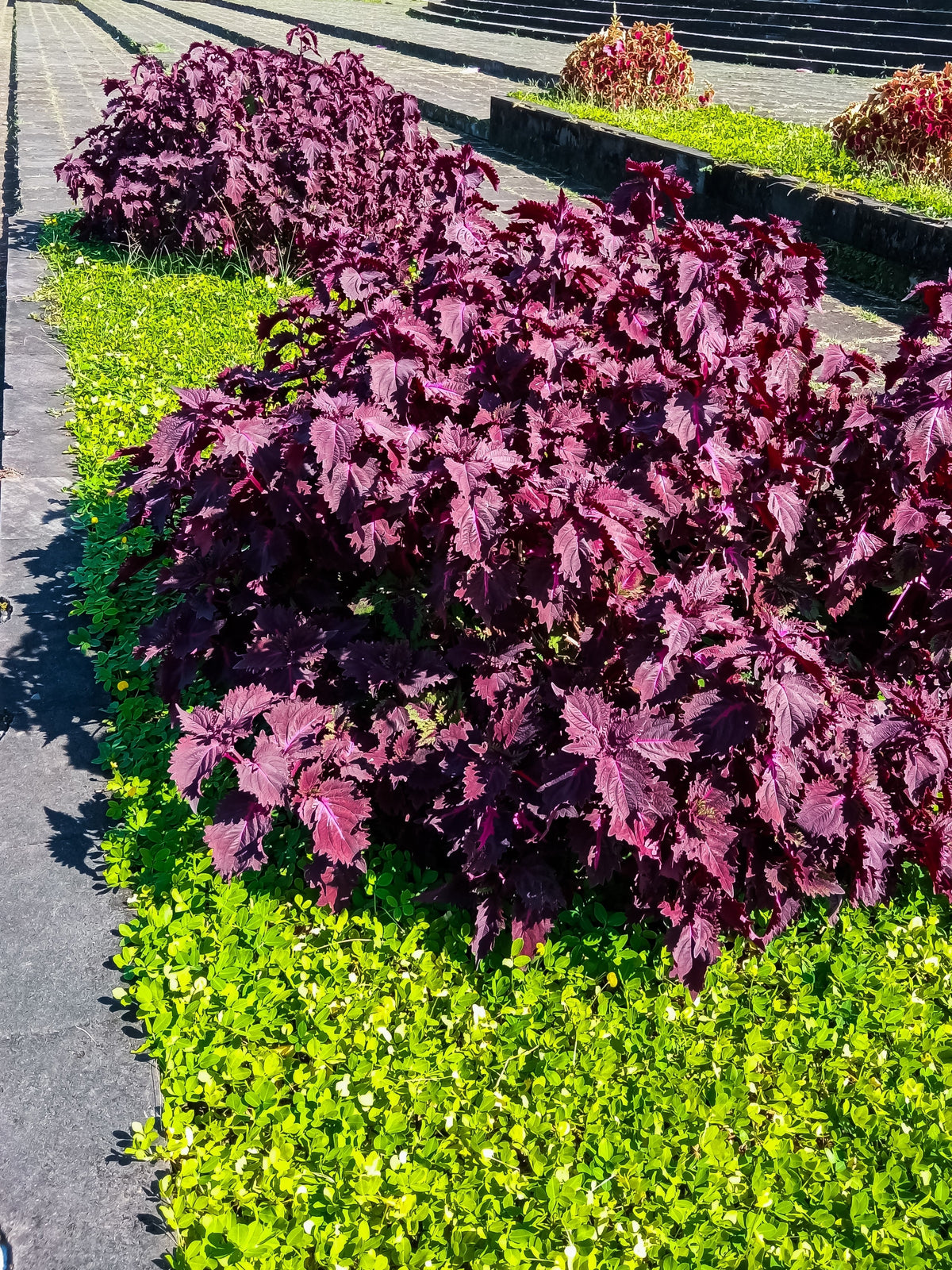 Purple Shiso