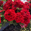 50 SCARLET VERBENA Red Nana Compacta Fragrant Flower Seeds