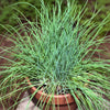 500 CHIVE Allium Schoenoprasum Vegetable Seeds