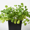 1000 CILANTRO / CORRIANDER / Chinese PARSLEY Coriandrum Sativum Herb Flower Seeds