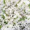 20 WHITE TREE LILAC Hummingbird Flower Fragrant Peking Syringa Pekinensis Seeds