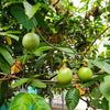 Yellow Passion Fruit Seeds – Vine Passiflora Edulis Flavicarpa Golden Passionfruit Purple & White Flower – photo 4