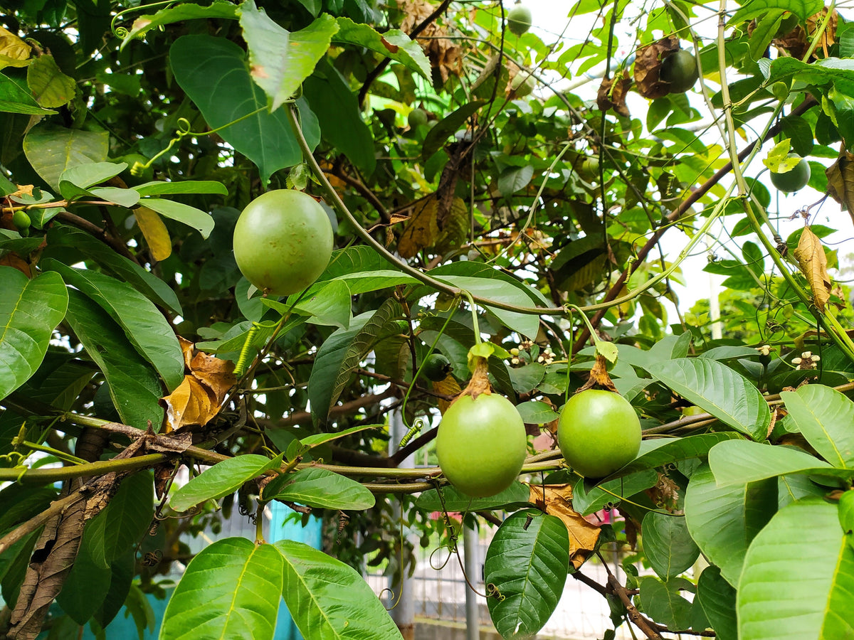 Yellow Passion Fruit Seeds – Vine Passiflora Edulis Flavicarpa Golden Passionfruit Purple & White Flower – photo 4