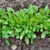 2000 ROQUETTE ARUGULA aka Rocket / Rucola / Rugula - Eruca Vesicaria Sativa Herb Vegetable Seeds