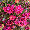 40 Mixed Colors FLORIDA HOPBUSH Dodonaea Viscosa Hawaiian Hopseed Flower Shrub Seeds