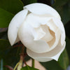 10 SOUTHERN MAGNOLIA TREE 12" White Flowers Native Grandiflora Bull Bay Seeds