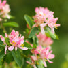 50 Tatarian Asian HONEYSUCKLE Lonicera Tatarica Pink Flower Shrub Bush Seeds