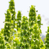 150 BELLS OF IRELAND ( Lady In The Bathtub / Shell Flower ) Moluccella Laevis Green Flower Seeds