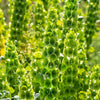 150 BELLS OF IRELAND ( Lady In The Bathtub / Shell Flower ) Moluccella Laevis Green Flower Seeds