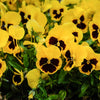 50 YELLOW & BROWN PANSY Swiss Giant Violet Viola Wittrockiana Flower Seeds