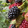 100 BLACKBERRY Fruit Bush Rubus Allegheniensis Seeds