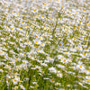 1000 DWARF White SHASTA DAISY Chrysanthemum Maximum Flower Seeds