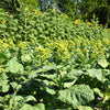 250 AZTEC TOBACCO Midewiwan Sacred Nicotiana Rustica Yellow Flower Herb Seeds