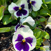 50 WHITE & PURPLE PANSY Swiss Giant Violet Viola Wittrockiana Flower Seeds
