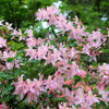 20 WESTERN AZALEA Pink White Yellow Shrub Flower Rhododendron Occidentale Seeds