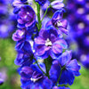 100 BLUE SPIRE LARKSPUR Delphinium Consolida Ambigua Ajacis Flower Seeds