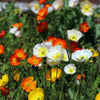 Iceland Poppy Mix Seeds – Papaver Nudicaule Mixed Colors Flower