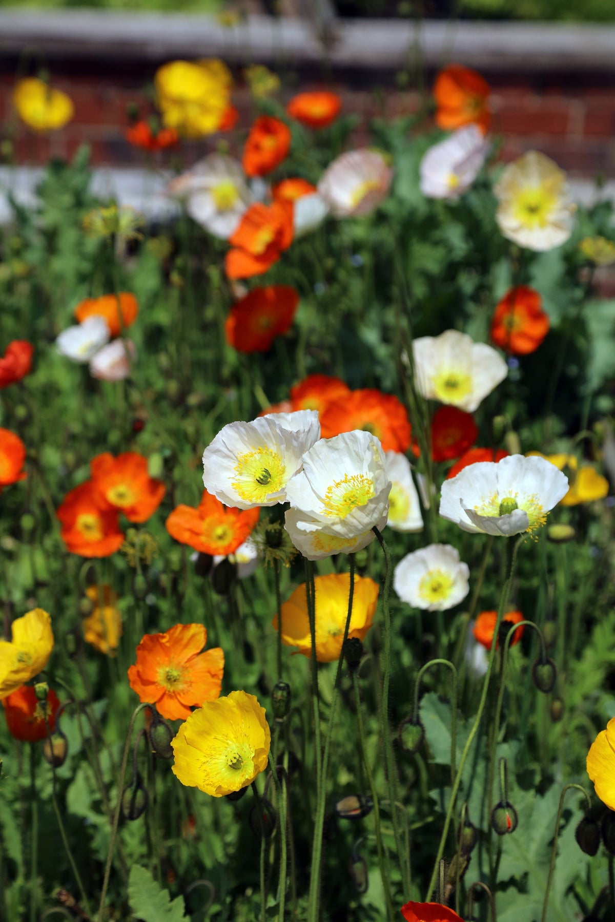 Iceland Poppy Mix Seeds – Papaver Nudicaule Mixed Colors Flower