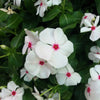 100 BRIGHT EYES PERIWINKLE Vinca Rosea Dwarf White & Pink Flower Seeds