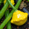 10 Golden YELLOW Bush SCALLOP SQUASH (Patty Pan / Paty Pan / Squanter Squash) Summer Cucurbita Pepo Vegetable Seeds