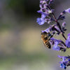 50 PERSIAN CATMINT Mussins Nepeta Racemosa Flower Seeds
