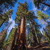 40 GIANT SEQUOIA Sequoiadendron Giganteum Sierra Redwood Tree Seeds