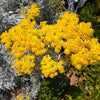 300 SILVERDUST DUSTY MILLER Cineraria Maritima Jacobaea Senecio Flower Seeds