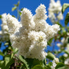 20 WHITE TREE LILAC Hummingbird Flower Fragrant Peking Syringa Pekinensis Seeds