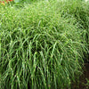 10 ZEBRA GRASS Variegated Maiden Grass Miscanthus Sinensis Zebrinus aka Chinese or Japanese Silver Grass / Plume Grass / Eulalia Seeds