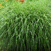 10 ZEBRA GRASS Variegated Maiden Grass Miscanthus Sinensis Zebrinus aka Chinese or Japanese Silver Grass / Plume Grass / Eulalia Seeds