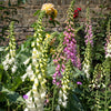 Seeds Mixed Foxglove Seeds – Digitalis Purpurea Flower – photo 7