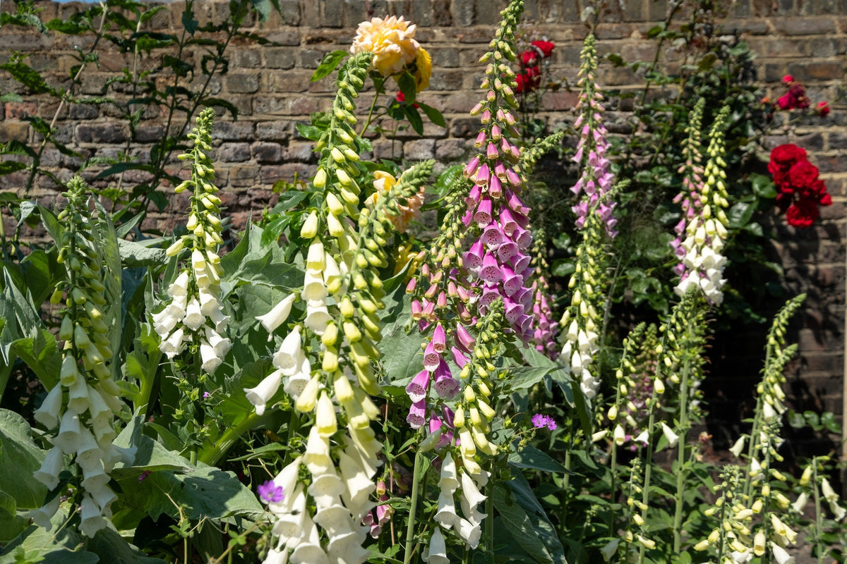 Seeds Mixed Foxglove Seeds – Digitalis Purpurea Flower – photo 7