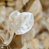 Lunaria Biennis ( Money Plant / Silver Dollar / Honesty / Moonwort ) Flower Seeds – photo 9