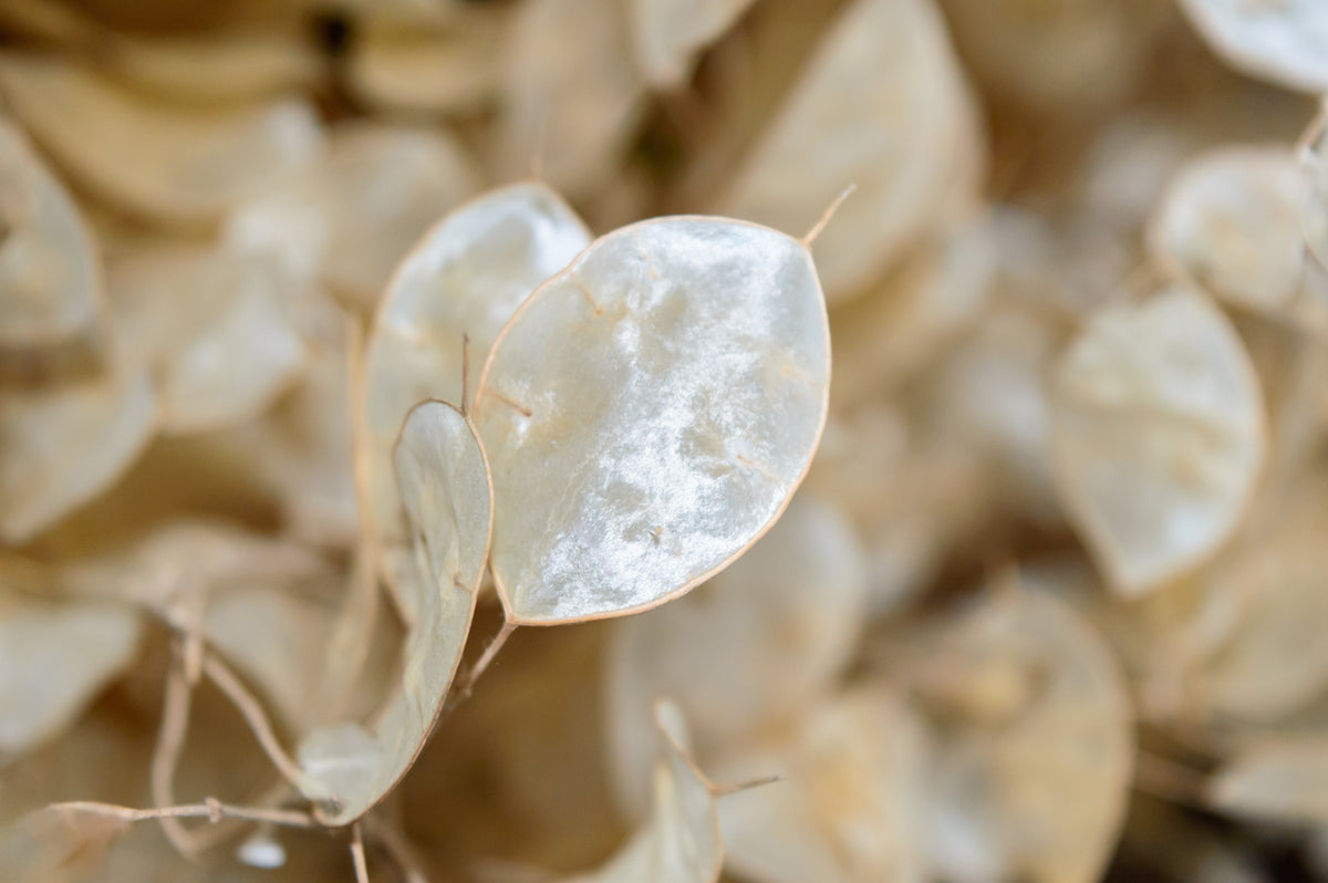 Lunaria Biennis ( Money Plant / Silver Dollar / Honesty / Moonwort ) Flower Seeds – photo 9