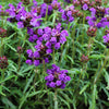 50 PAGODA MIX PRUNELLA Grandiflora Bigflower Selfheal Blue Pink etc Flower Seeds