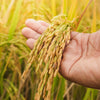 Long Grain Brown White Rice Seeds – Oryza Sativa Vegetable – photo 2