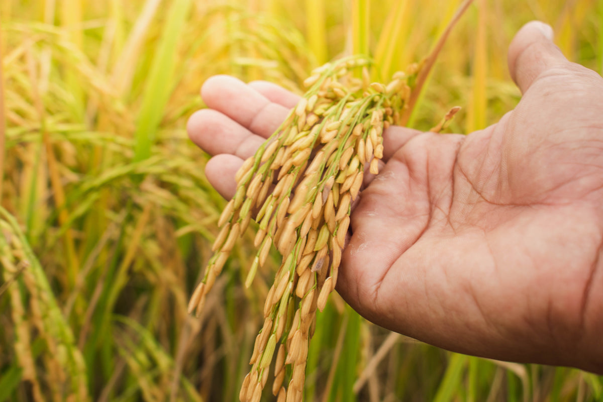 Long Grain Brown White Rice Seeds – Oryza Sativa Vegetable – photo 2