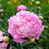 5 GARDEN PEONY Paeonia Lactiflora Red Pink White Mix Chinese Peony Flower Seeds