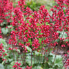 100 HEUCHERA FIREFLY Coral Bells Heuchera Sanguinea Red Flower Shade Seeds