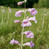 250 LARGE FLOWERED BEARDTONGUE Penstemon Grandiflorus Native Pink Purple Flower Seeds