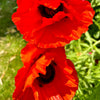 100 BEAUTY Of Livermere ORIENTAL POPPY Papaver Orientale Flower Seeds