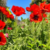 100 BEAUTY Of Livermere ORIENTAL POPPY Papaver Orientale Flower Seeds