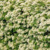 50 CLIMBING HYDRANGEA Anomala Petiolaris Vine Flower Seeds