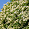 50 CLIMBING HYDRANGEA Anomala Petiolaris Vine Flower Seeds